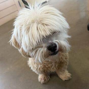 CHEYENNE -  Mixed Breed Dog for Adoption in Fernandina Beach, Florida - CHEYENNE | PetCurious