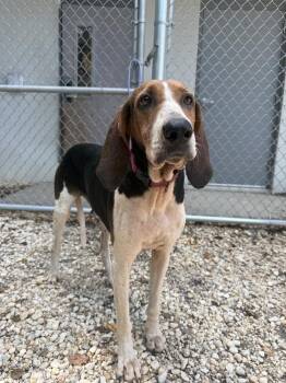 Magnolia -  Treeing Walker Coonhound Dog for Adoption in Charleston, South Carolina - Magnolia | PetCurious