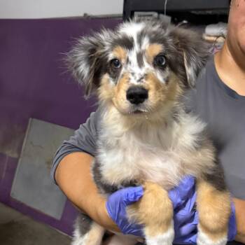Banjo -  Australian Shepherd Dog for Adoption in Fresno, California - Banjo | PetCurious