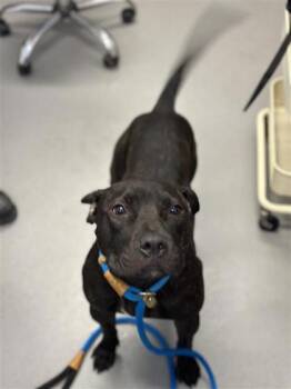 Firefly -  Mixed Breed Dog for Adoption in West Chester, Pennsylvania - Firefly | PetCurious
