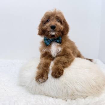 Pumpkin Nickel -  Goldendoodle Dog for Adoption in Wrightstown, New Jersey - Pumpkin Nickel | PetCurious