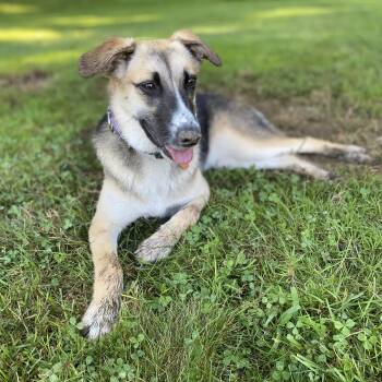 Shadow -  Mixed Breed and Shepherd Dog for Adoption in Hopkinton, Massachusetts - Shadow | PetCurious