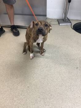 Rescue Pit Bull Terrier and Mixed Breed Dogs for Adoption in Fort Worth, Texas - Nessarose | PetCurious