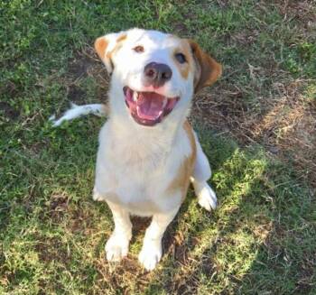 Staffordshire Bull Terrier and Mixed Breed Dogs Available for Adoption in Houston, Texas - NORMAN | PetCurious