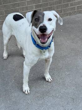 Rescue Mixed Breed Dogs for Adoption in Dallas, Texas - POINDEXTER | PetCurious
