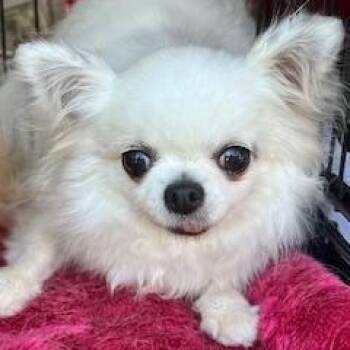 Chihuahua Dogs Available for Adoption - Lacey | PetCurious