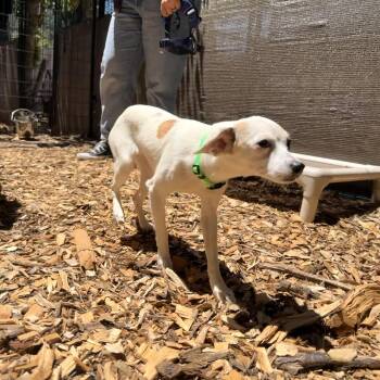 Blanche -  Mixed Breed Dog for Adoption in Pacific Grove, California - Blanche | PetCurious