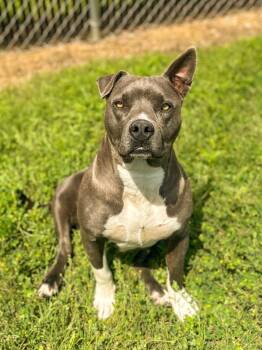 Ruby -  Pit Bull Terrier Dog for Adoption in Springfield, Tennessee - Ruby | PetCurious