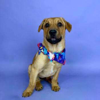 German Shepherd Dog and Labrador Retriever Dogs Available for Adoption in Alvin, Texas - Galveston | PetCurious