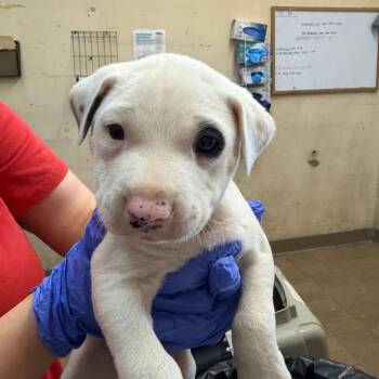Pit Bull Terrier Dogs Available for Adoption in Birmingham, Alabama - Dylan | PetCurious