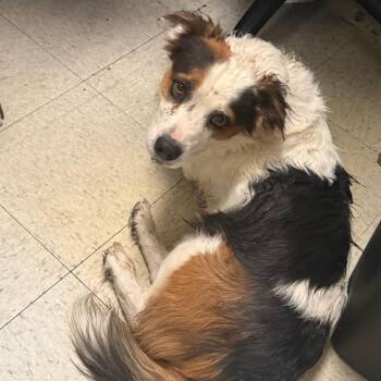 Snickers 53999 -  Cardigan Welsh Corgi and Australian Shepherd Dog for Adoption in Las Vegas, Nevada - Snickers 53999 | PetCurious