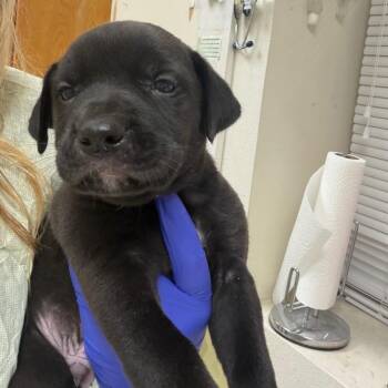 Roar -  Mixed Breed Dog for Adoption in Pekin, Illinois - Roar | PetCurious