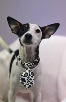 Big Daddy in NH. Come Meet our Adoptable Dogs Wednesday-Saturday -  Chihuahua Dog for Adoption in Manchester, New Hampshire - Big Daddy In NH. Come Meet Our Adoptable Dogs Wednesday-Saturday | PetCurious