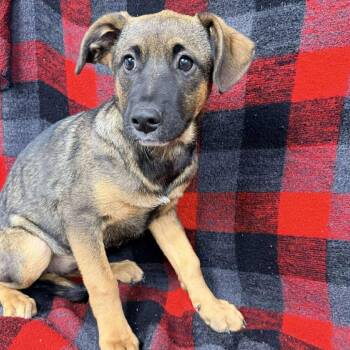 Rescue Shepherd Dogs for Adoption in New Tazewell, Tennessee - Nutty Buddy | PetCurious