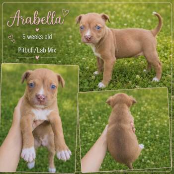 Arabella -  Pit Bull Terrier and Black Labrador Retriever Dog for Adoption in Chickamauga, Georgia - Arabella | PetCurious