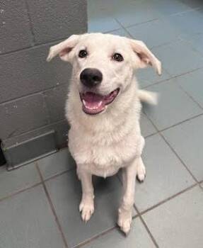 Seraphina -  Mixed Breed Dog for Adoption in Nashville, Tennessee - Seraphina | PetCurious