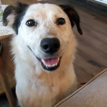 Candy -  Spaniel Dog for Adoption in Aurora, Illinois - Candy | PetCurious