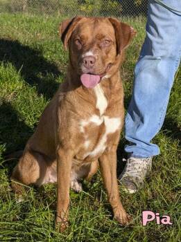 Pia -  Australian Shepherd and Labrador Retriever Dog for Adoption in Mason, Michigan - Pia | PetCurious