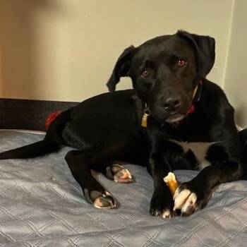 Maverick Muffin Local Guy -  Black Labrador Retriever Dog for Adoption in Andover, Massachusetts - Maverick Muffin Local Guy | PetCurious