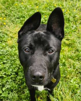 Knox -  Pit Bull Terrier and Labrador Retriever Dog for Adoption in Crescent City, California - Knox | PetCurious