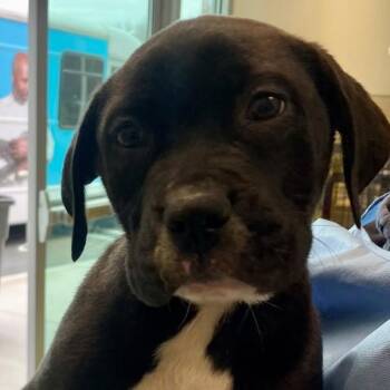 Mastiff Dogs Available for Adoption - Cupcake | PetCurious