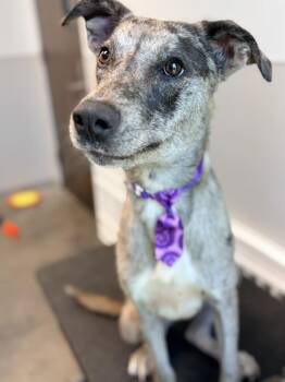Diablo -  Catahoula Leopard Dog Dog for Adoption in Lafayette, Louisiana - Diablo | PetCurious