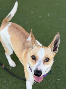 Shiba Inu and Jack Russell Terrier Dogs Available for Adoption in Columbia, Illinois - Athena | PetCurious