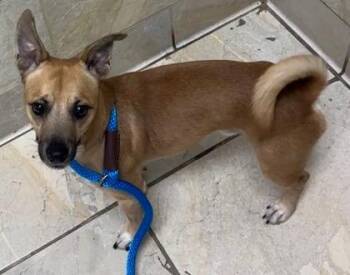 Terrier and Mixed Breed Dogs Available for Adoption - Scrappy | PetCurious