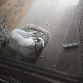 Boxer and Bloodhound Dogs Available for Adoption in Tuscaloosa, Alabama - *Courtesy Listing - Ace | PetCurious