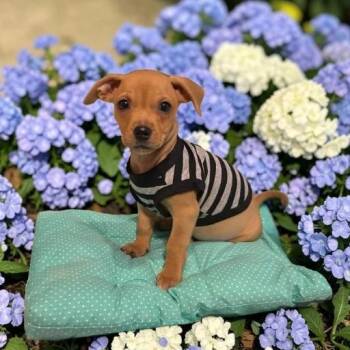 Orion -  Chihuahua Dog Available for Adoption in Fort Worth, Texas - Orion | PetCurious