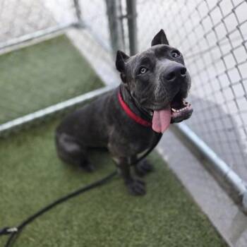 Ethyl -  Cane Corso Dog for Adoption in Brentwood, Missouri - Ethyl | PetCurious