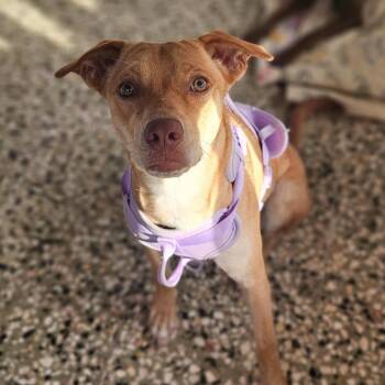 DULCE (out of town) -  Labrador Retriever and Mixed Breed Dog for Adoption in New York, New York - DULCE (out Of Town) | PetCurious