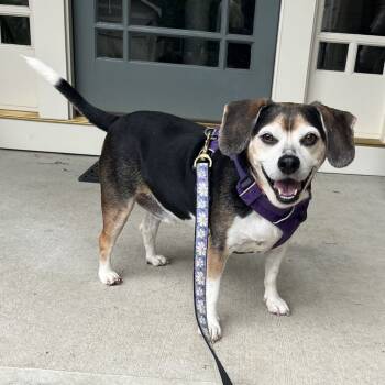 Rescue Beagle Dogs for Adoption in Wake Forest, North Carolina - Matt | PetCurious