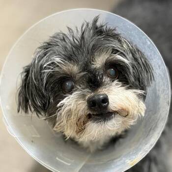 Schnauzer and Yorkshire Terrier Dogs Available for Adoption in Sacramento, California - Sparky | PetCurious