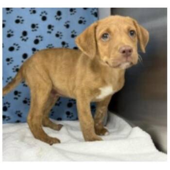 Baked Potato -  Labrador Retriever and Black Mouth Cur Dog for Adoption in Clearwater, Florida - Baked Potato | PetCurious