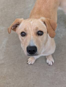 Yellow Labrador Retriever and Dachshund Dogs Available for Adoption in Baton Rouge, Louisiana - Canela | PetCurious