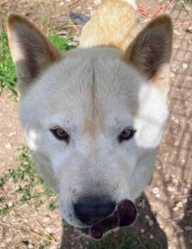 Rescue Chow Chow and Siberian Husky Dogs for Adoption in Bella Vista, Arkansas - Koda | PetCurious