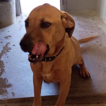 FWT Star -  Labrador Retriever and Basset Hound Dog for Adoption in Midland, Texas - FWT Star | PetCurious