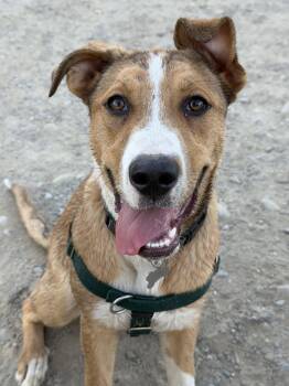 Dezi -  Labrador Retriever and Pit Bull Terrier Dog for Adoption in Sunnyvale, California - Dezi | PetCurious