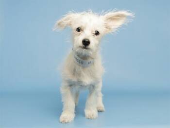 Maltese and Chihuahua Dogs Available for Adoption in Phoenix, Arizona - SNOWFLAKE | PetCurious