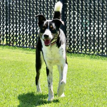 Arlo -  Border Collie and Shepherd Dog for Adoption in Dublin, California - Arlo | PetCurious