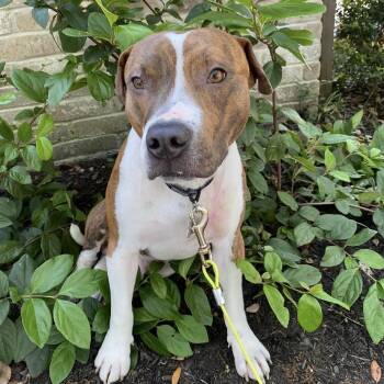 Mixed Breed Dogs Available for Adoption -  Fisher | PetCurious