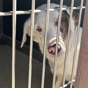 Australian Shepherd Dogs Available for Adoption in Reno, Nevada - Patch | PetCurious