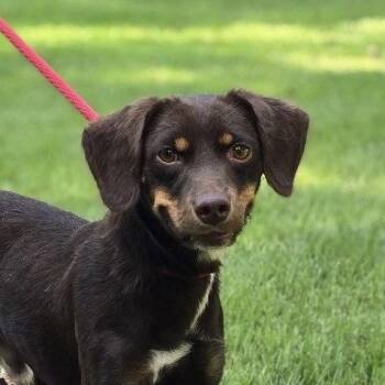Frankie -  Dachshund Dog for Adoption in Locust Fork, Alabama - Frankie | PetCurious