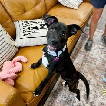 Pit Bull Terrier and Labrador Retriever Dogs Available for Adoption in Friendswood, Texas - Madison Mae The Silly Social Sweetheart | PetCurious