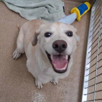Coal -  Labrador Retriever Dog for Adoption in Corpus Christi, Texas - Coal | PetCurious