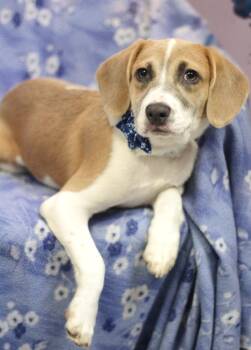 Beagle Dogs Available for Adoption in Manchester, New Hampshire - Bambi In NH! Come Meet Our Adoptable Dogs Wednesday-Saturday. Mo | PetCurious