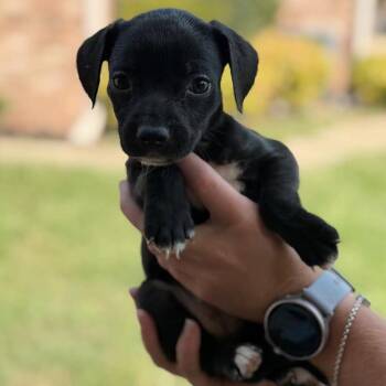 Joan -  Mixed Breed Dog for Adoption in Buffalo, Minnesota - Joan | PetCurious