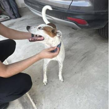 Chichi -  Jack Russell Terrier Dog for Adoption in Austin, Texas - Chichi | PetCurious