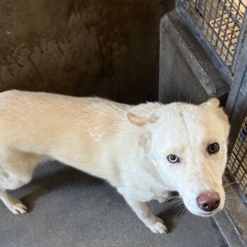 Husky Dogs Available for Adoption in Los Angeles, California - Spooky A2264977 | PetCurious